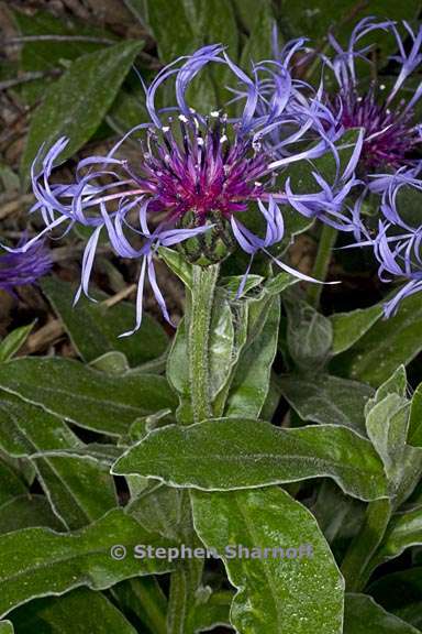 centaurea montana 3 graphic